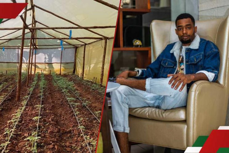 Kenyan tomato farmer makes over KSh 150k greenhouse loss