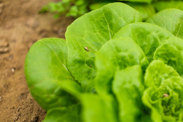 GreenVenus introduces fast-growing lettuce varieties for CEA