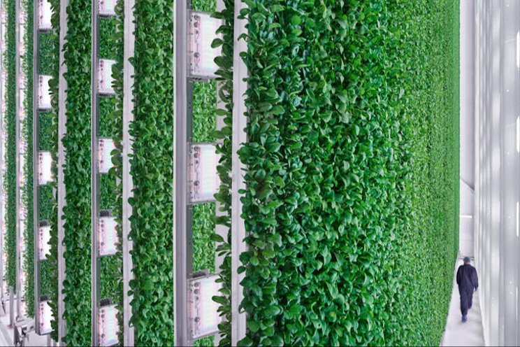 Is the future of farming inside? We visit Compton's indoor farm to find out