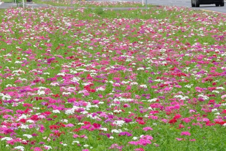 Using native plants to enhance urban landscapes