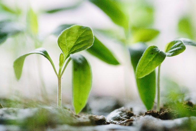 A computer-controlled salad and herb oasis from Emirates