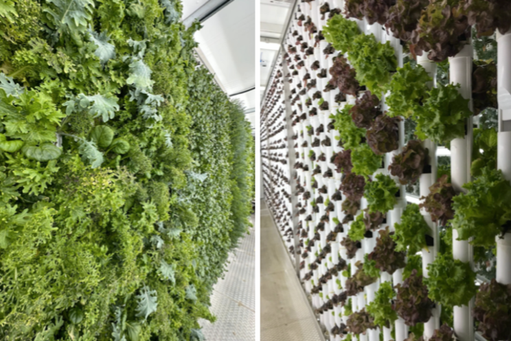 Hydroponic BeatBox Farms At Vital Root