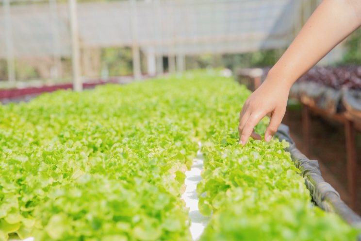 Microbial innovations boost hydroponics