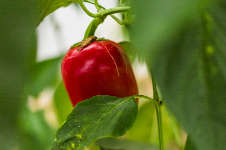 How to prevent Fusarium in pepper crops