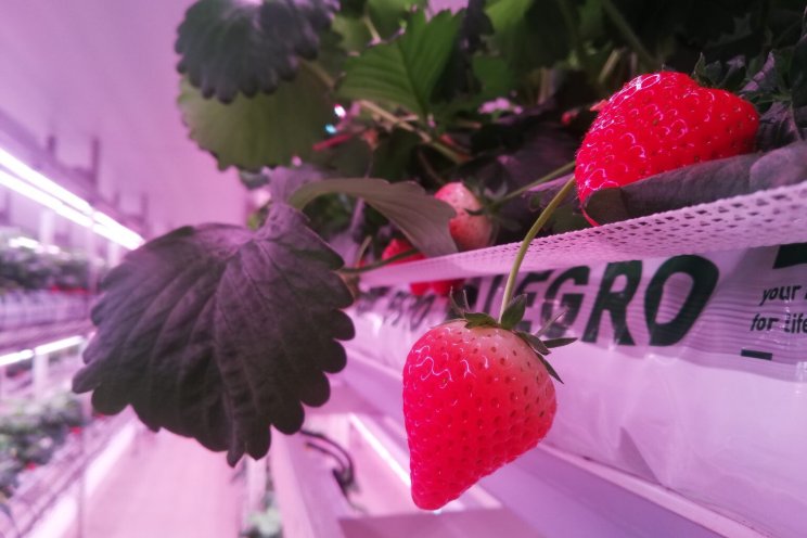 How strawberries are powering the future of renewable energy