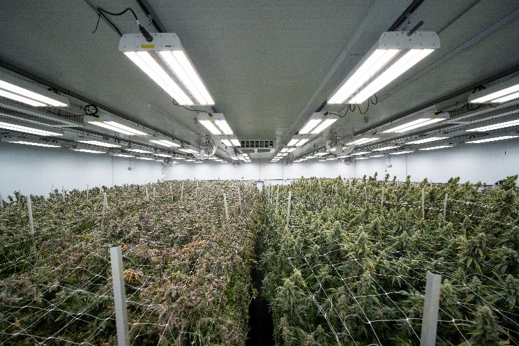 Fluence drives improved yields with cannabis cultivator Clade9 - Hortimedia