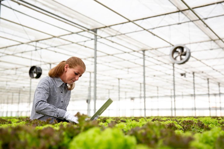 High-tech greenhouse innovations in The Netherlands