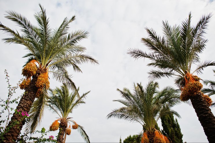 Growing fruits and vegetables in the UAE desert