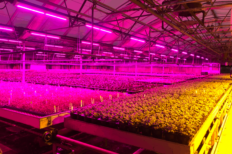 Does this high-tech lettuce hold the answer to the global food crisis?