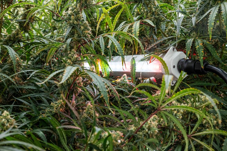 Revolutionizing cannabis cultivation with intercanopy lighting