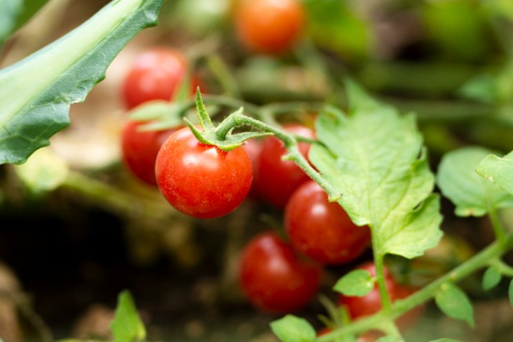 Growers need tomatoes with ToBRFV resistance