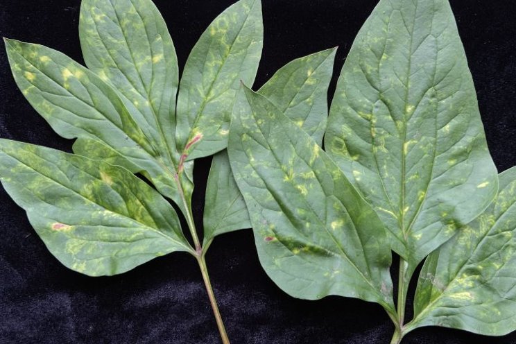 Don’t get rattled by this plant virus