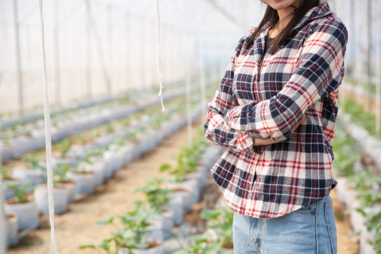 Solar energy in greenhouses: A sustainable future for vegetables