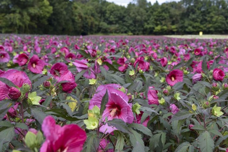 Trends and hot sellers in perennials for pollinators