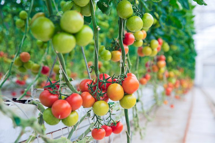 HPLC used to quantify tomato polyphenols