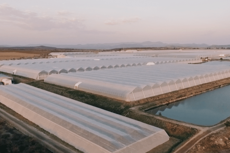 Mexico's prominence at the greenhouse industry