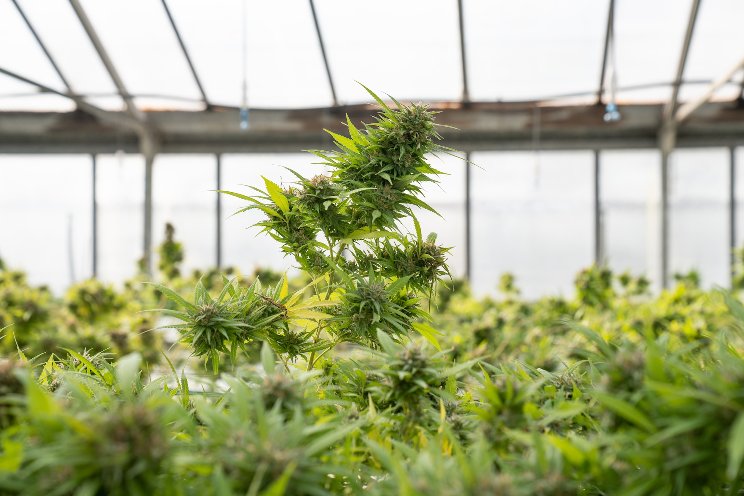 NZ’s GFI commissions new cannabis cultivation room