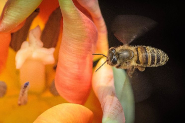 Robot bees? New pollination innovation