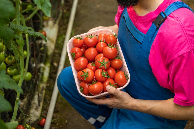 Syngenta tomato vision