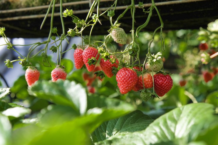 First ever strawberry VF to use 90% less water