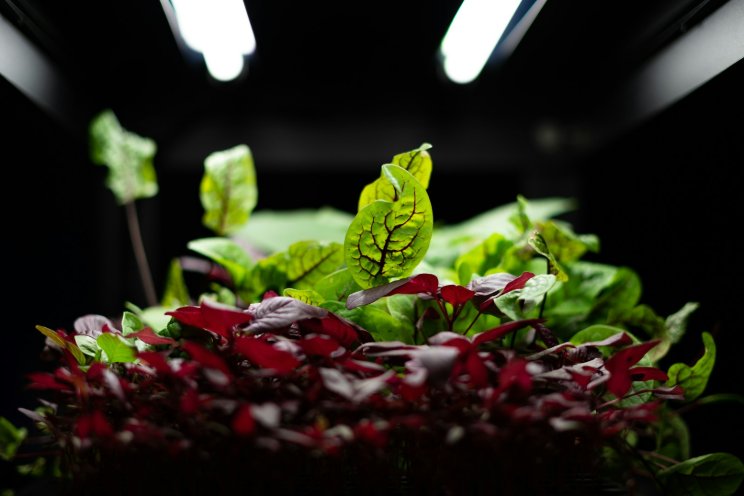 Unlocking the future of smart vertical farming with automation