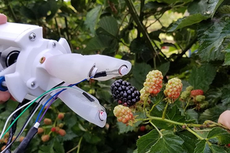 MSU's new robotic blackberry picker