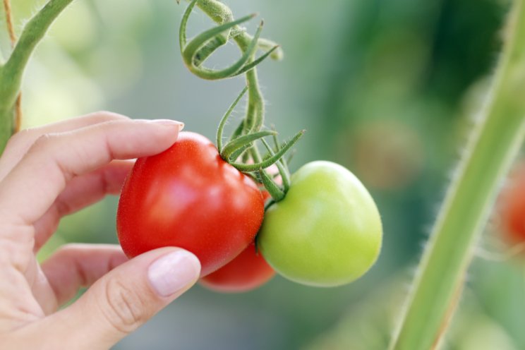 Azerbaijan pesticide registration with greenhouse tomatoes lead