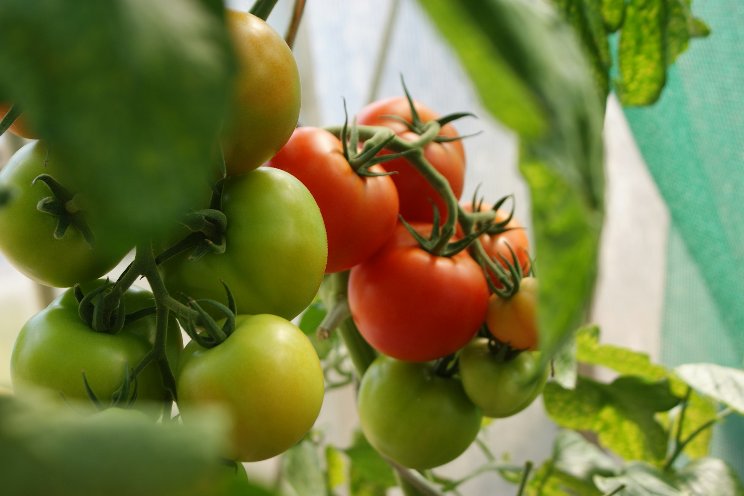 The inside story: How Syngenta's tomatoes beat ToBRFV