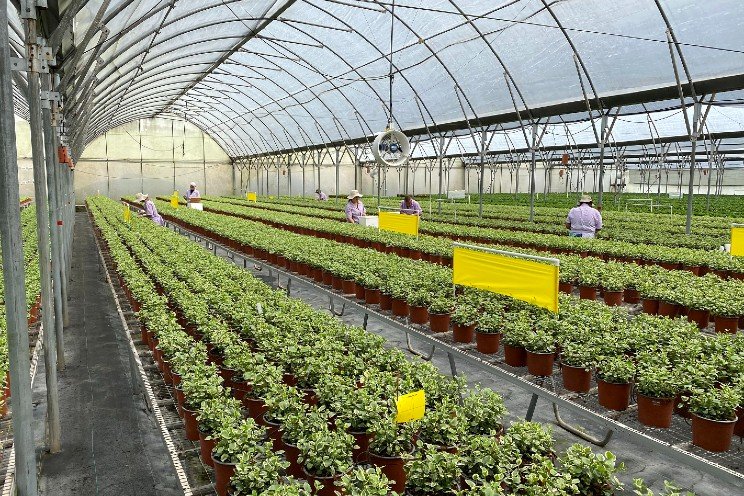 A trio of German plant breeders join ThinkPlants