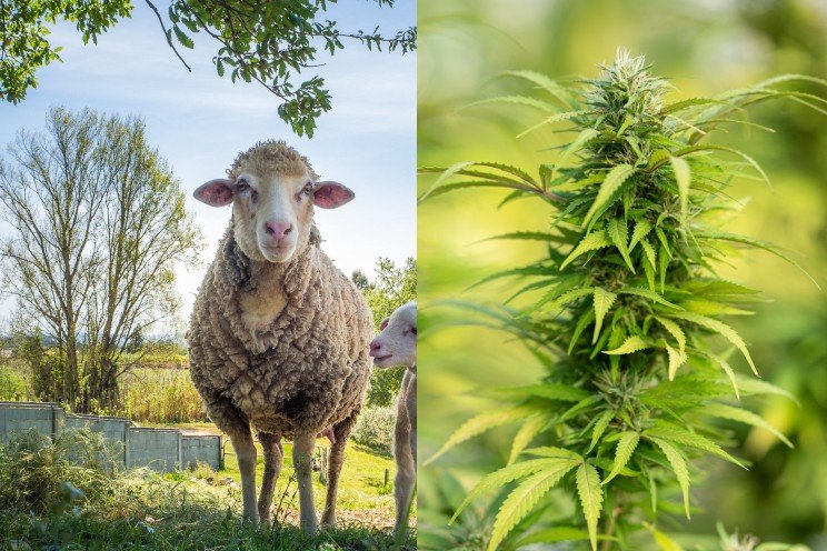 Sheep devour 600+ pounds of medical cannabis