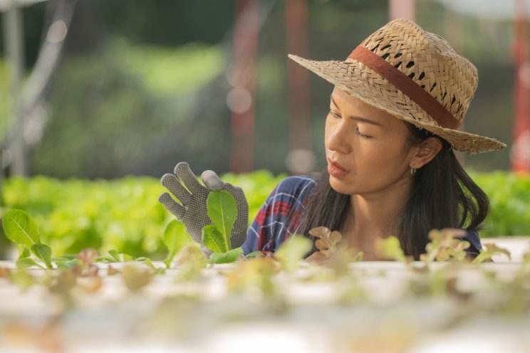 The rising potential of organic vegetable farming