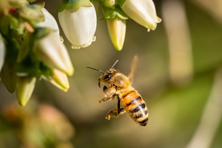 BeeHero unveils insights for almond pollination seasons