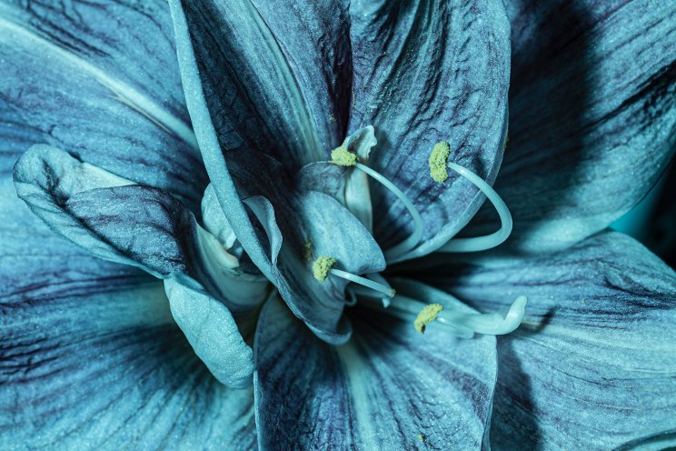 Eryngium zabelii Big Blue