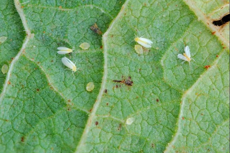 Bioinsecticide for whitefly control reaches the Brazilian market