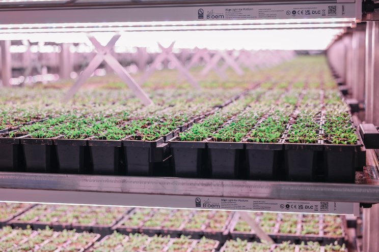 Bloem partners with VoltServer to reduce vertical farm CAPEX & OPEX