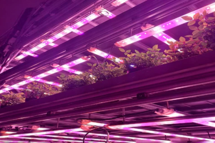 Blooming British house plants grown in vertical farms