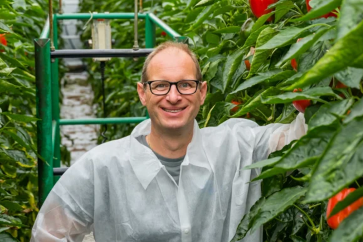 Strong roots and stable transpiration keep pepper plants resilient