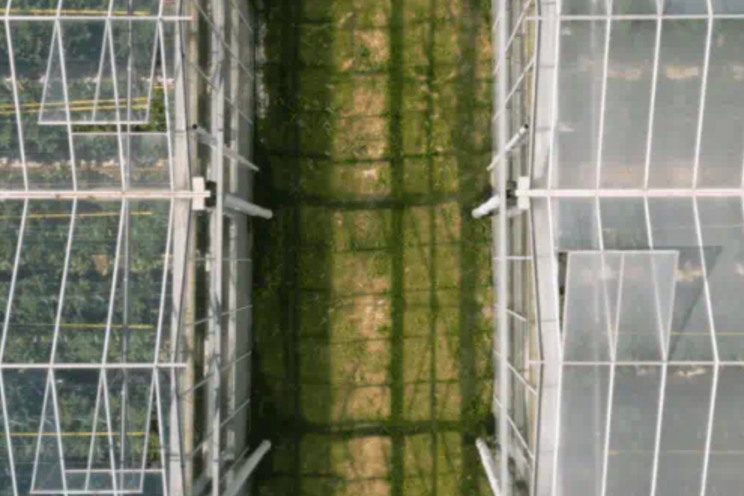 AI and plant science: Transforming greenhouses