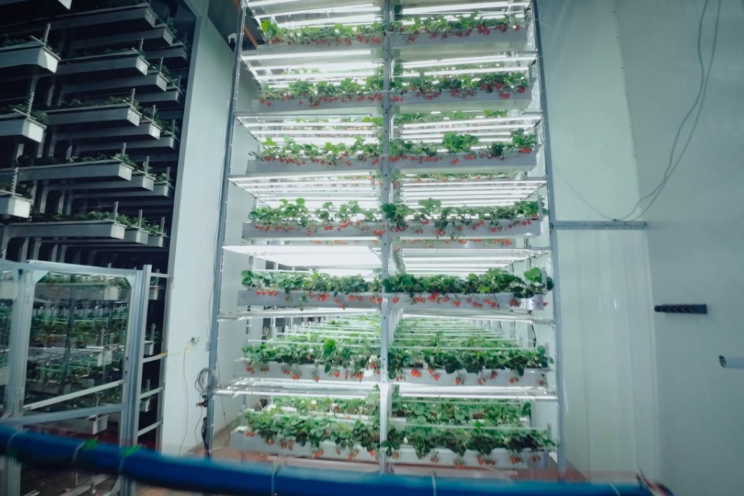 Bits, Bots, Berries & Bees: The deep tech vertical farm, Oishii