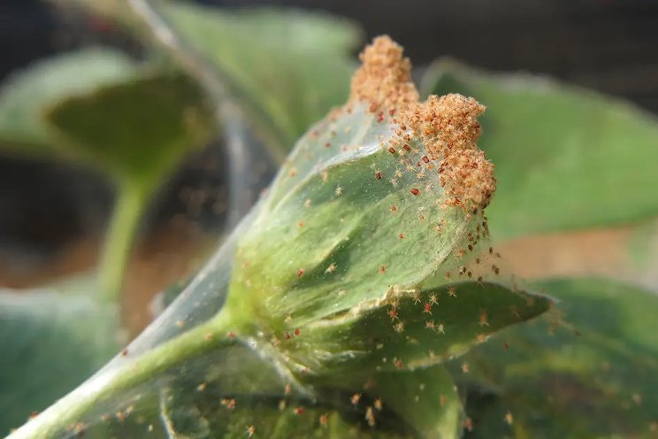 Safeguarding spider mite control with higher introduction rates