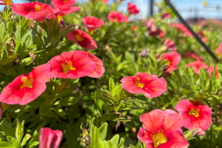 Early rains lead to late-season beauty at Raker-Roberta's Trials