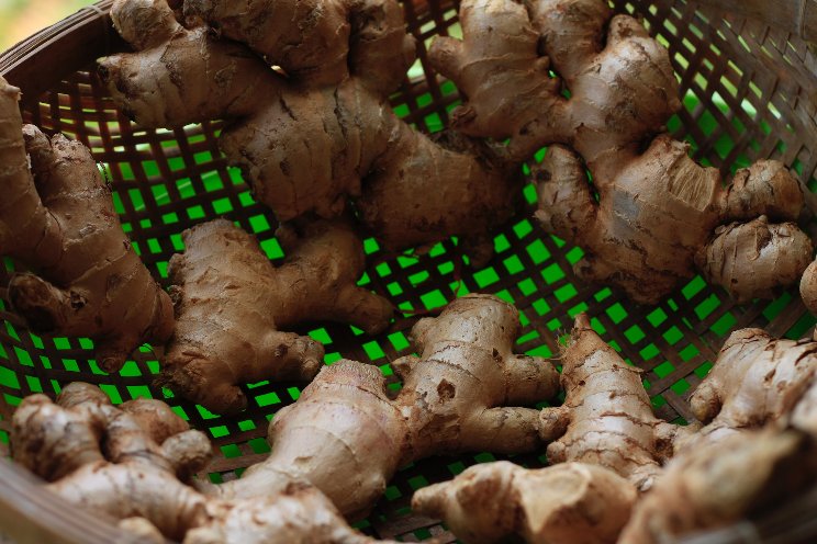 BharatRohan to boost ginger farming in Meghalaya