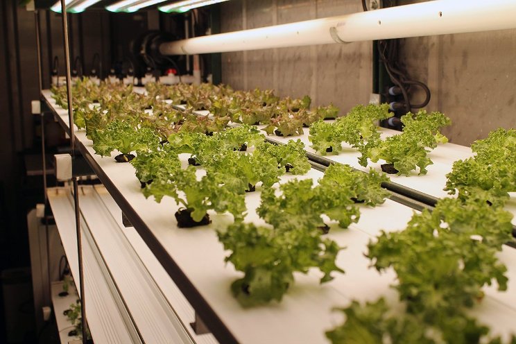 The essential pros and cons of vertical farming