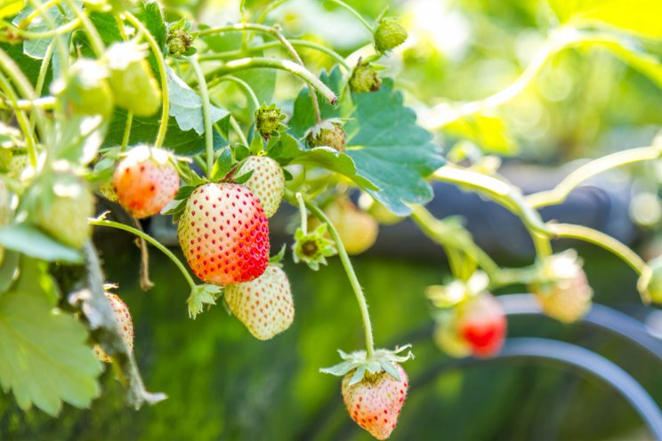 A vertical strawberry farm is coming to Abu Dhabi