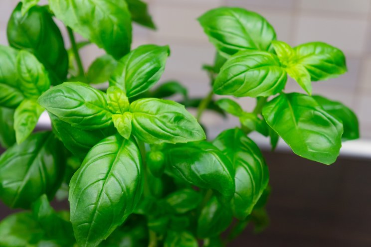 Controlling basil downy mildew in the field in 2023