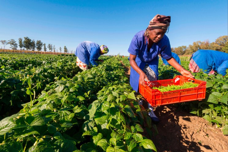 Bayer and Pula Foundation partner up to insure 10M smallholder farmers