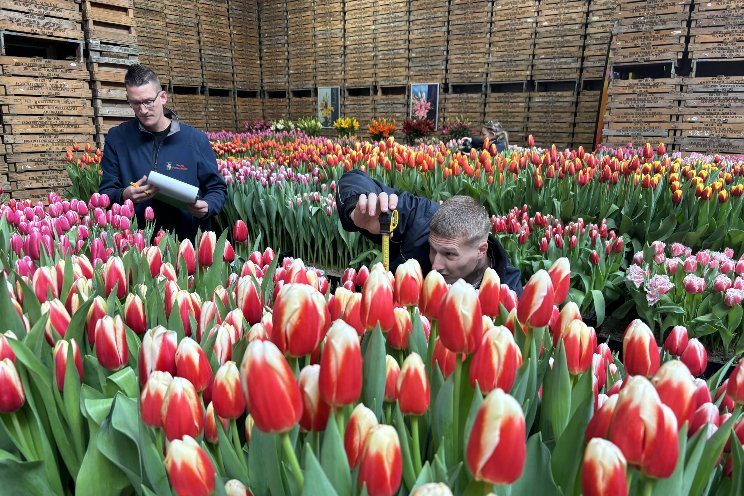 From bulb to bloom, the remarkable journey of Dutch tulips
