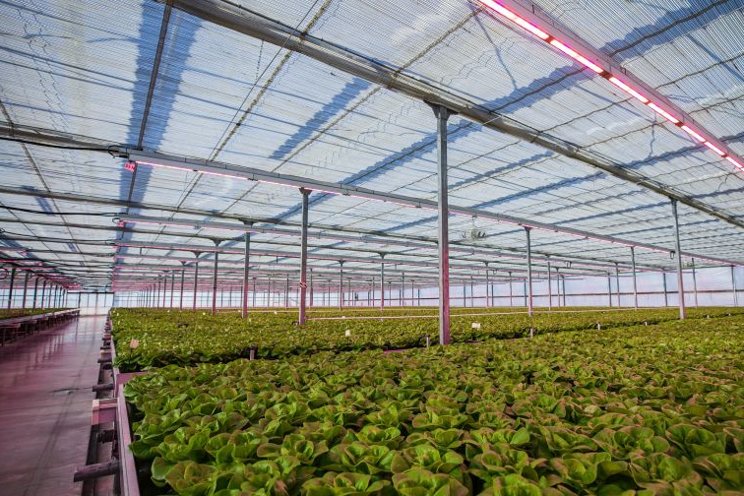 New advancements in greenhouse lighting increases flexibility