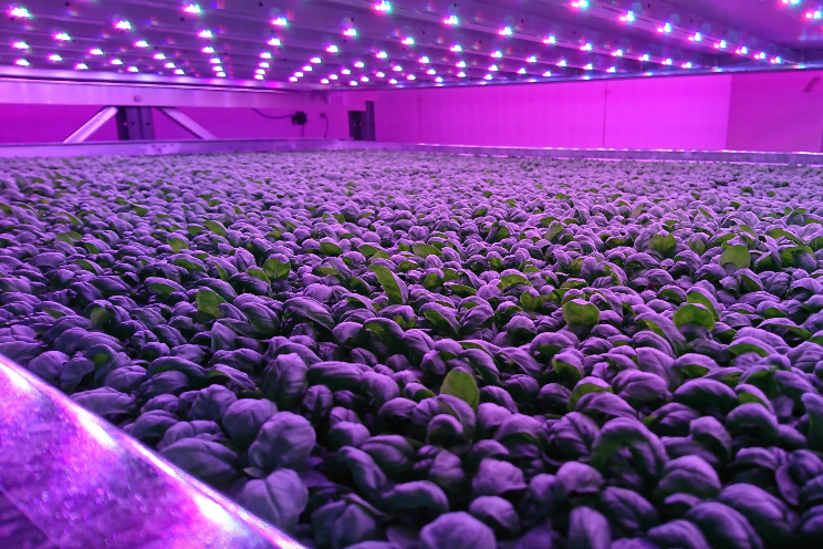 When vertical farming works best, knowing the key drivers