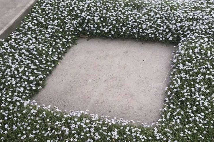 'Flower Walking' is the next big gardening trend